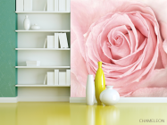 Фотообои розовая роза - 3