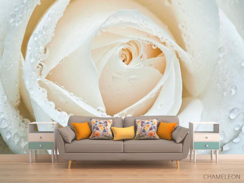 Фотообои Белая роза макро-съемка - 1