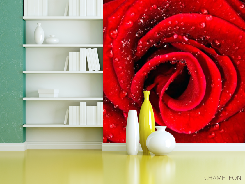 Фотошпалери Роза червона в росі - 3