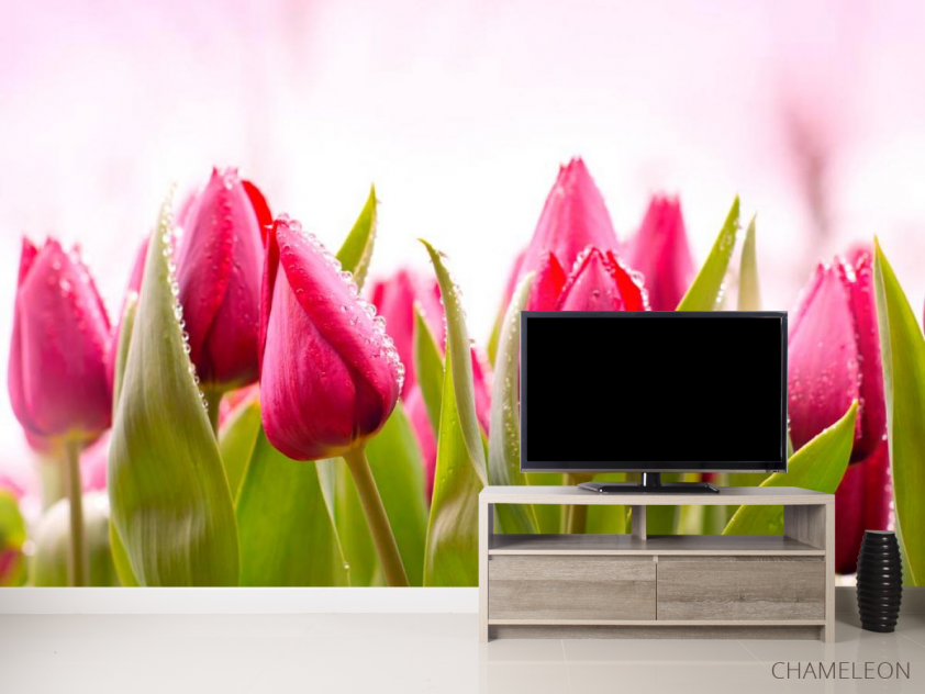 Фотообои Розово-малиновые тюльпаны - 2