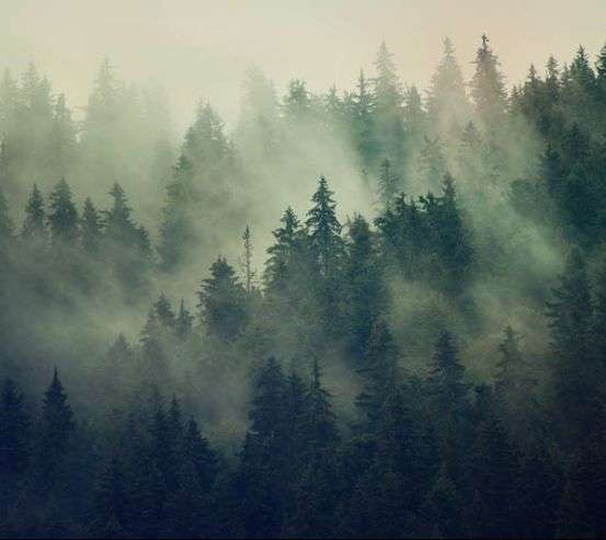 Фотошпалери туманні сосни 30745