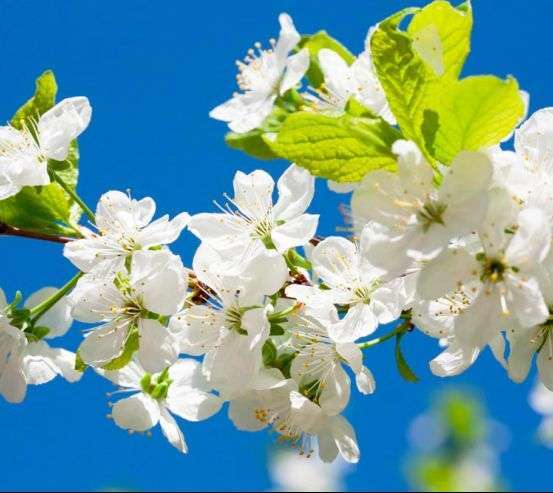 Фотообои Цветы на фоне неба Фотообои Цветы на фоне неба 4649