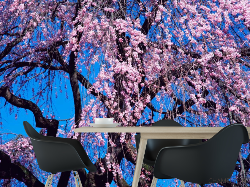 Фотошпалери Квітуча сакура - 1