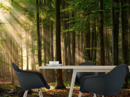 Фотошпалери Дерева - 1