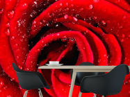 Фотошпалери Роза червона в росі - 1