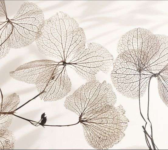 Фотообои цветы Фотообои цветы 31760