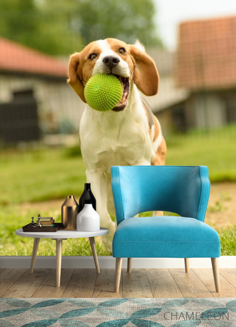 Фотообои собака с мячиком - 4