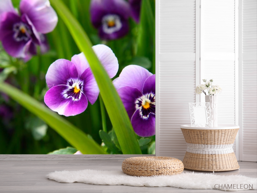 Фотошпалери Фіолетові братки - 2