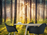 Фотошпалери Захід сонця в лісі - 1