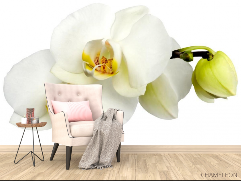 Фотообои Орхидеи желто-белые - 4