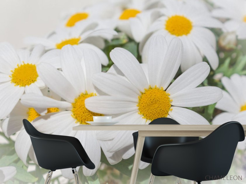 Фотошпалери Білі ромашки - 1