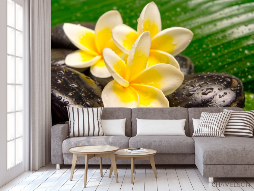 Фотообои Цветы, камни, роса - 3