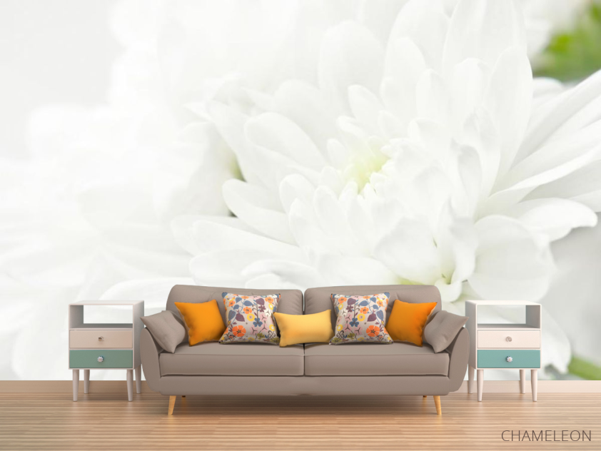 Фотообои Белые хризантемы - 1