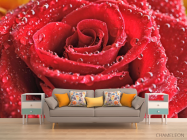 Фотообои красная роза с каплями - 1