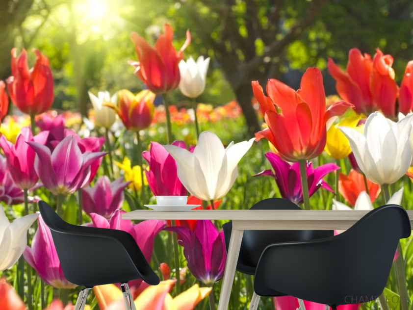 Фотошпалери Гострокінцеві тюльпани - 1