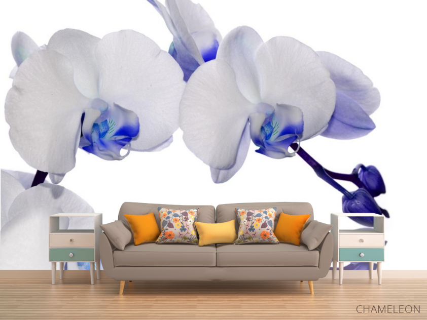 Фотообои орхидеи белые с синим - 1