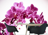 Фотошпалери Орхідея - 1
