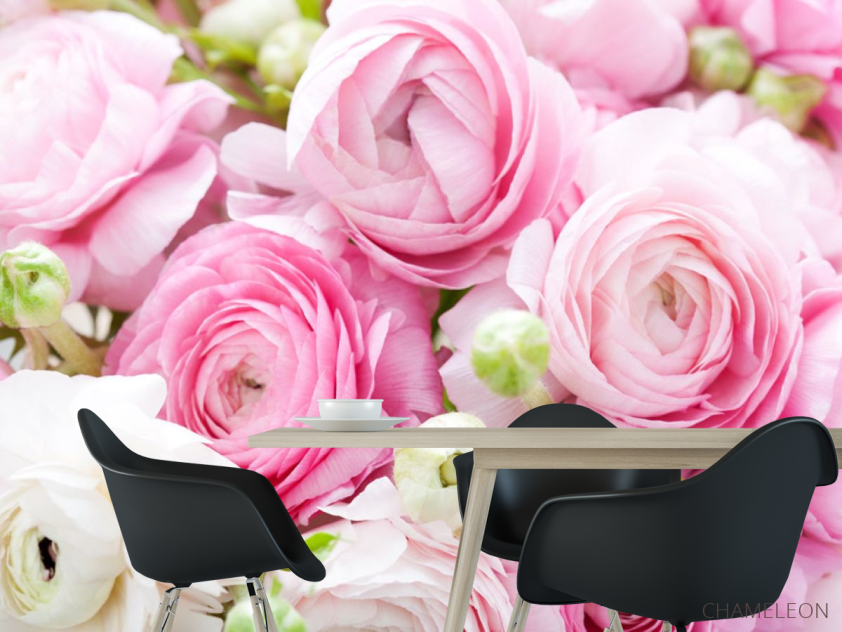 Фотошпалери Рожеві рунункулюсы - 1