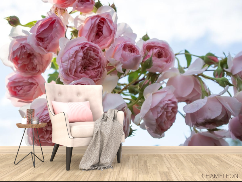 Фотообои крупные розовые бутоны - 4
