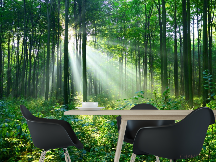 Фотошпалери зелені дерева в лісі - 1