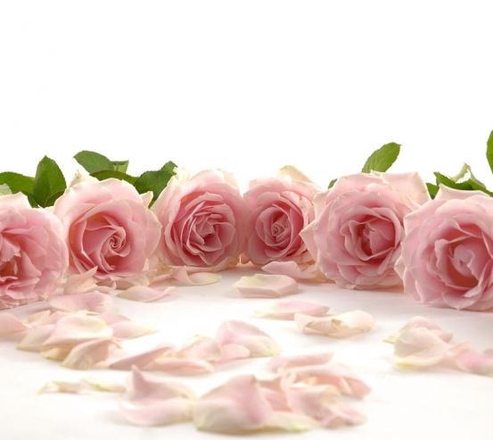 Фотообои розовые розы по кругу 20355