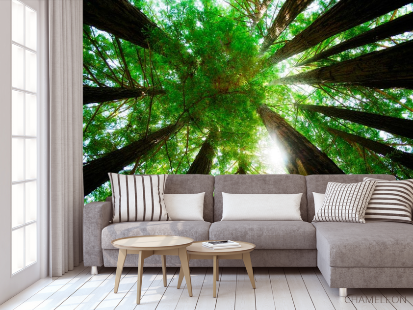 Фотообои Деревья, вверх - 3