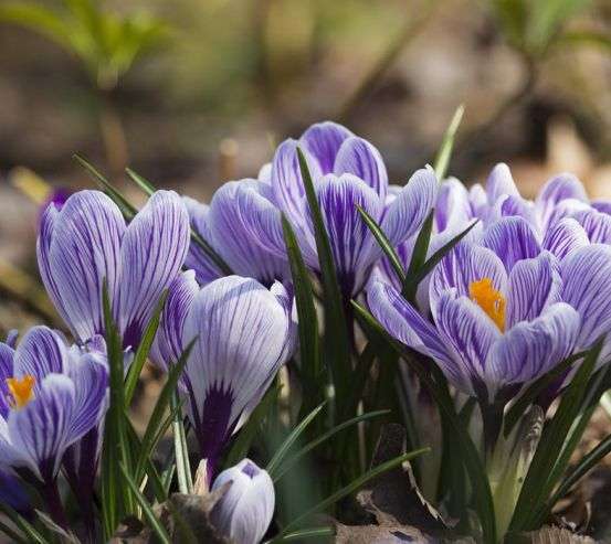 Фотообои Крокусы фиолетовые 22244
