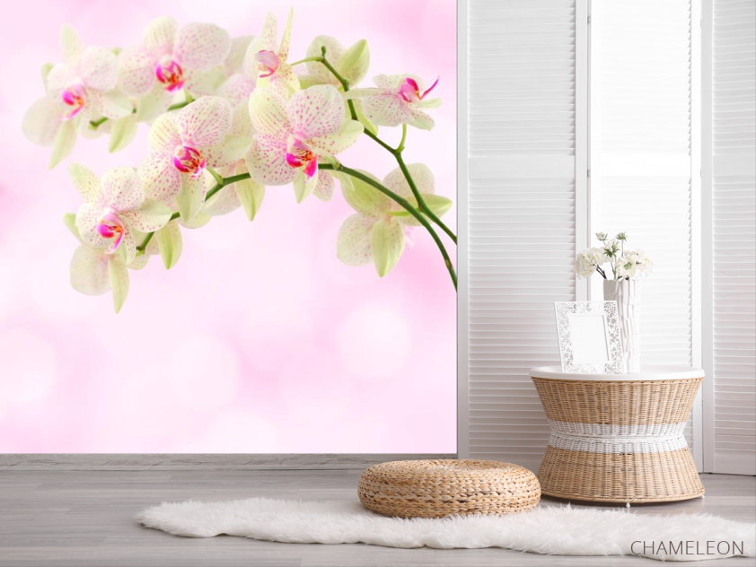 Фотошпалери Орхідеї точкові - 2