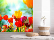 Фотошпалери Різнокольорові тюльпани - 2