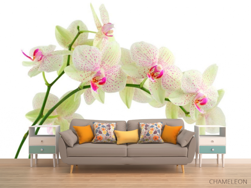 Фотообои Белые в крапинку орхидеи - 1