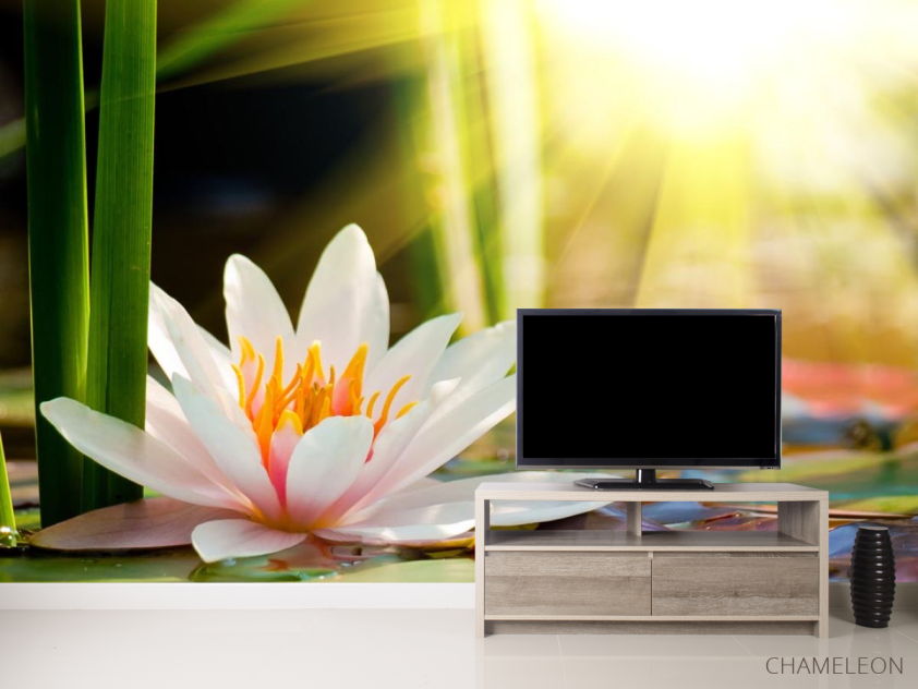 Фотообои белая водяная лилия - 2