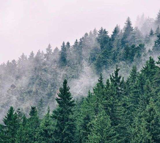 Фотошпалери ліс в тумані Фотошпалери ліс в тумані 32469