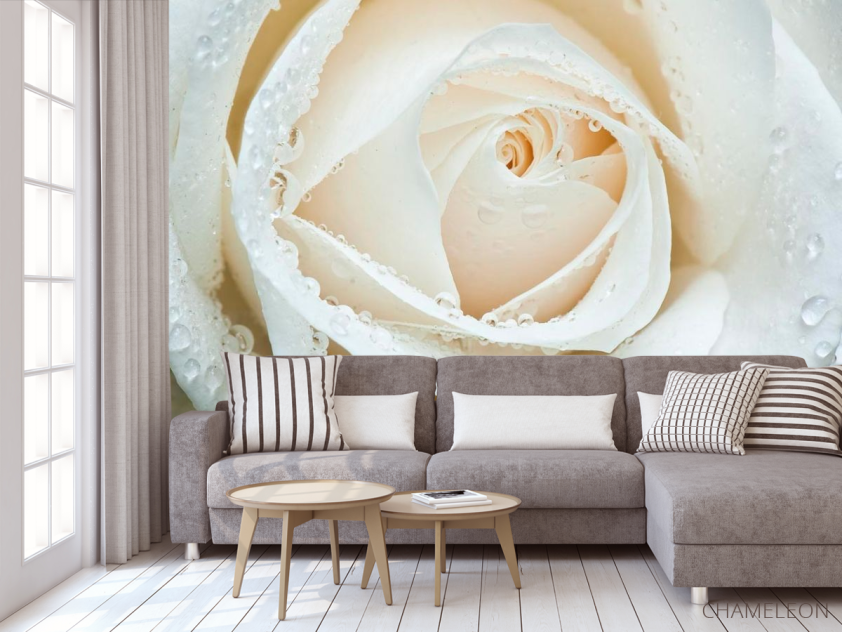 Фотообои Белая роза макро-съемка - 3