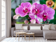 Фотообои Орхидеи в розовую крапинку - 3