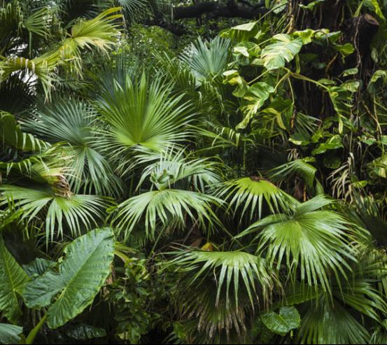 Фотообои тропические листья 27154