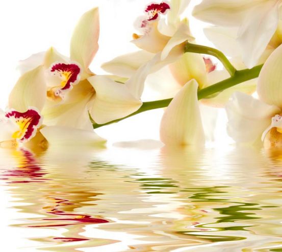 Фотообои Кремовые орхидеи в воде 3017