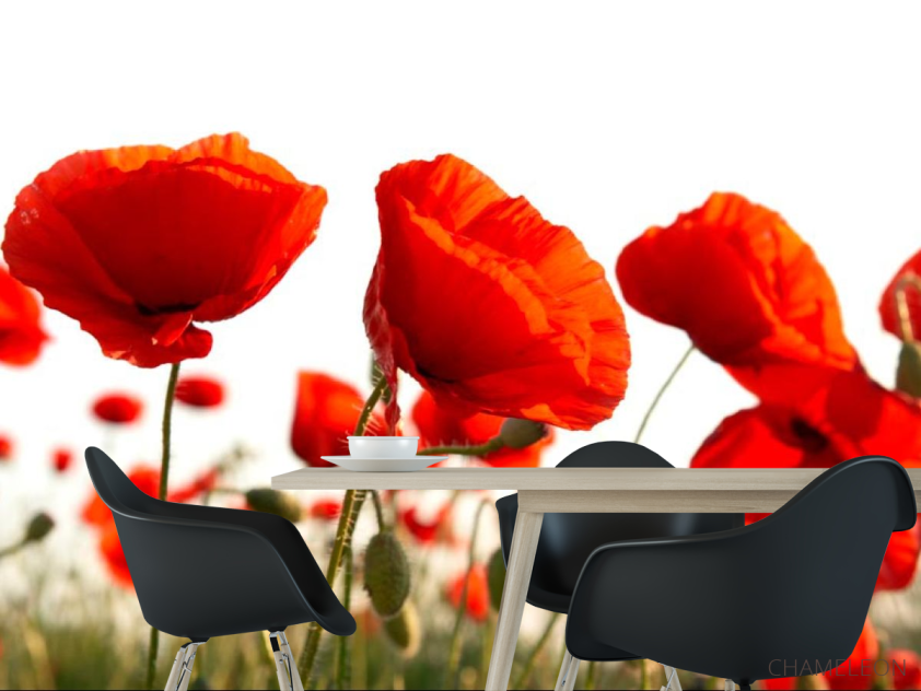 Фотошпалери Маків червоних полі - 1