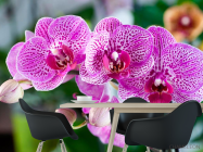 Фотошпалери Орхідеї в рожеву цятку - 1