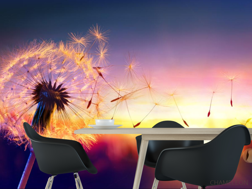 Фотошпалери кульбаба захід сонця - 1