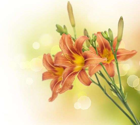 Фотообои красно-желтые лилии Фотообои красно-желтые лилии 20446