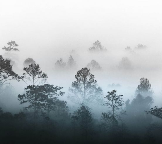 Фотообои Туманные деревья 27516