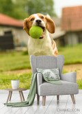 Фотообои собака с мячиком - 3