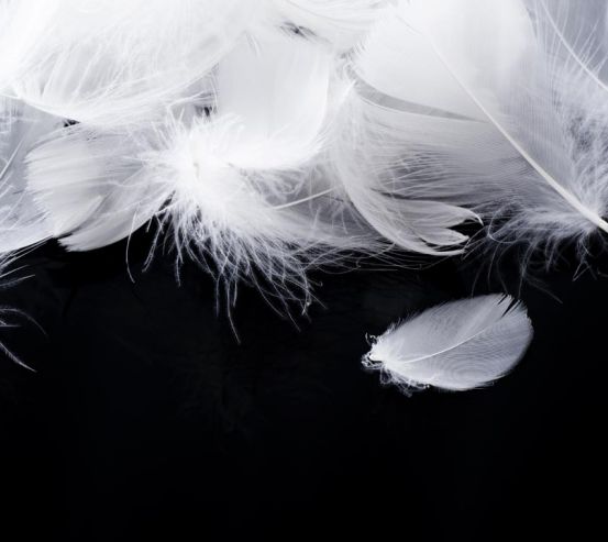 Фотообои белые перья на черном фоне 20579