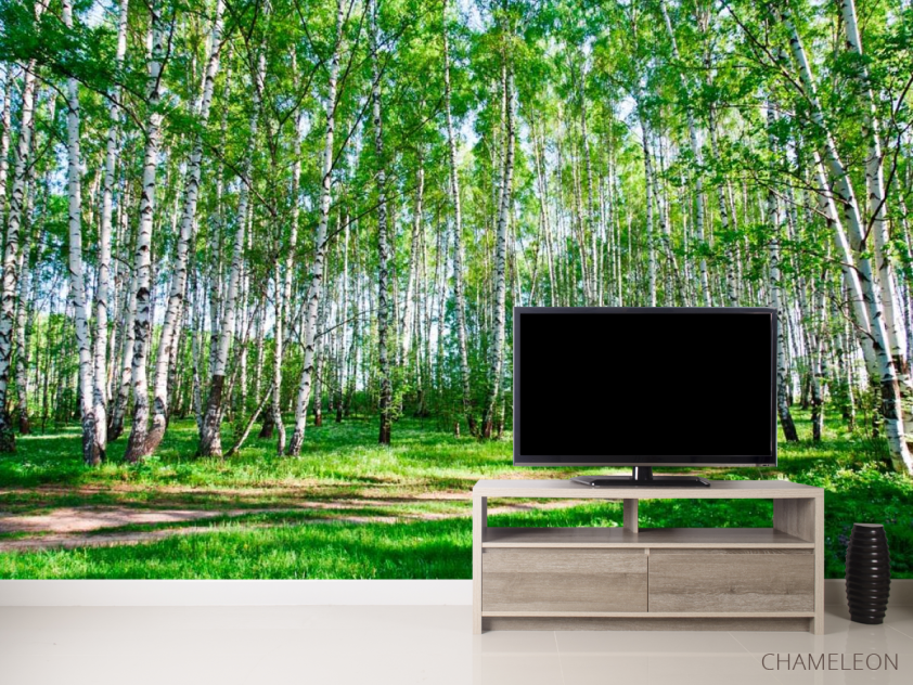 Фотообои Молодые березы, тропа - 2