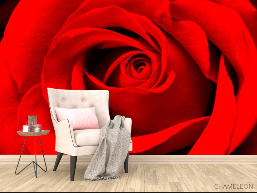 Фотообои Красная роза - 4