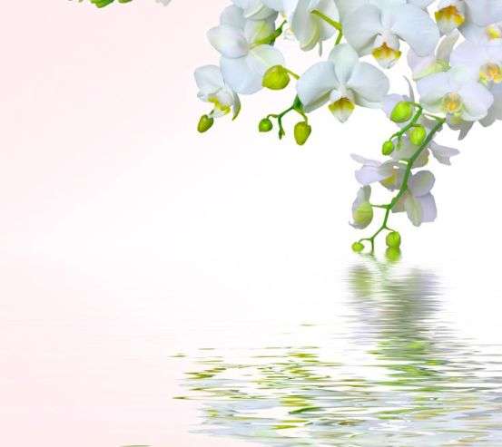 Фотообои Белоснежная омела Фотообои Белоснежная омела 4397