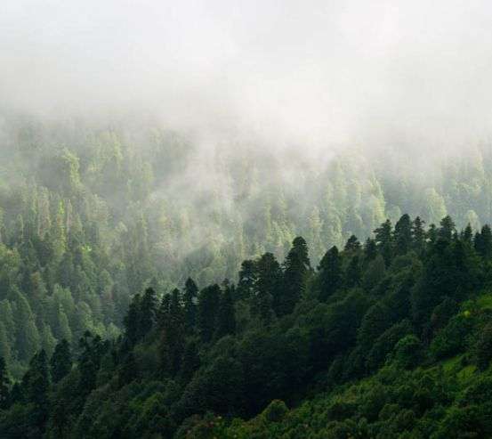 Фотошпалери Вид на туманий ліс 30267