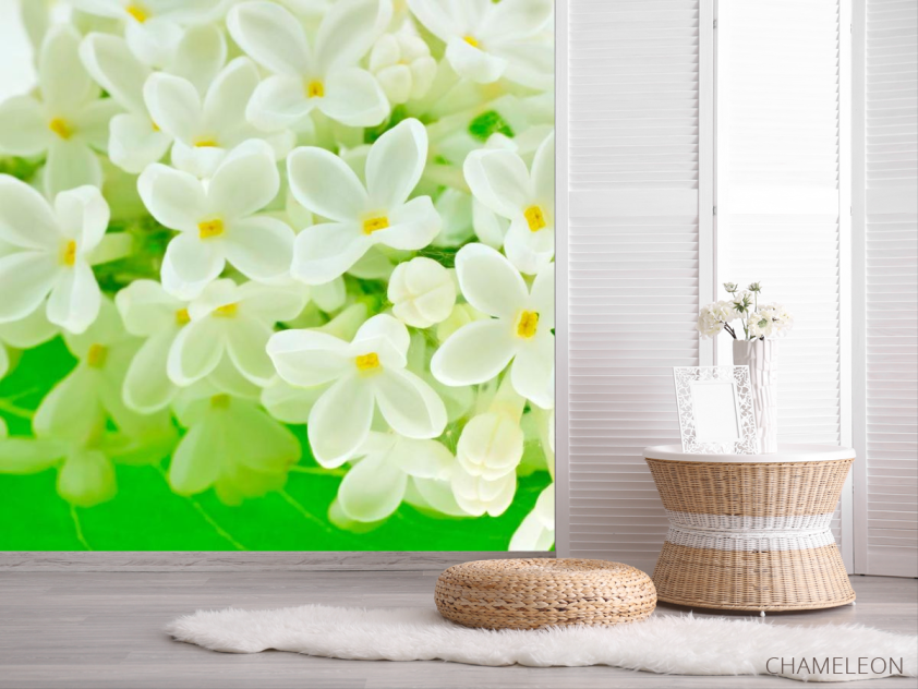 Фотошпалери Маленькі біленькі квіточки - 2