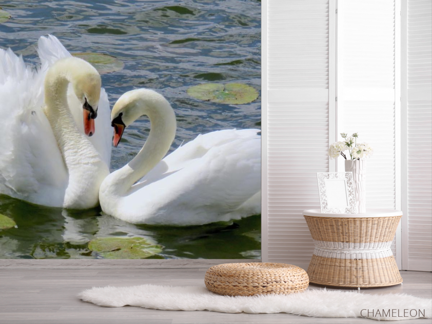 Фотошпалери два лебедя - 2