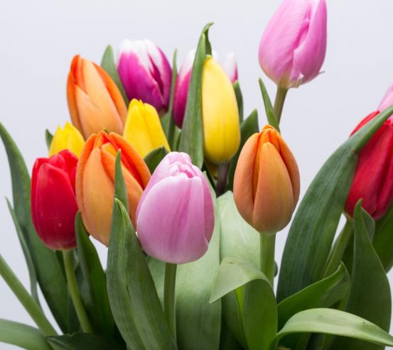 Фотошпалери тюльпани різних кольорів 21079